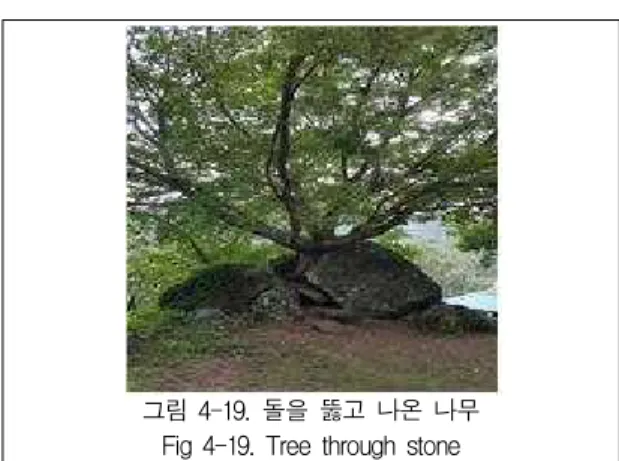 그림 4-19. 돌을 뚫고 나온 나무 Fig 4-19. Tree through stone