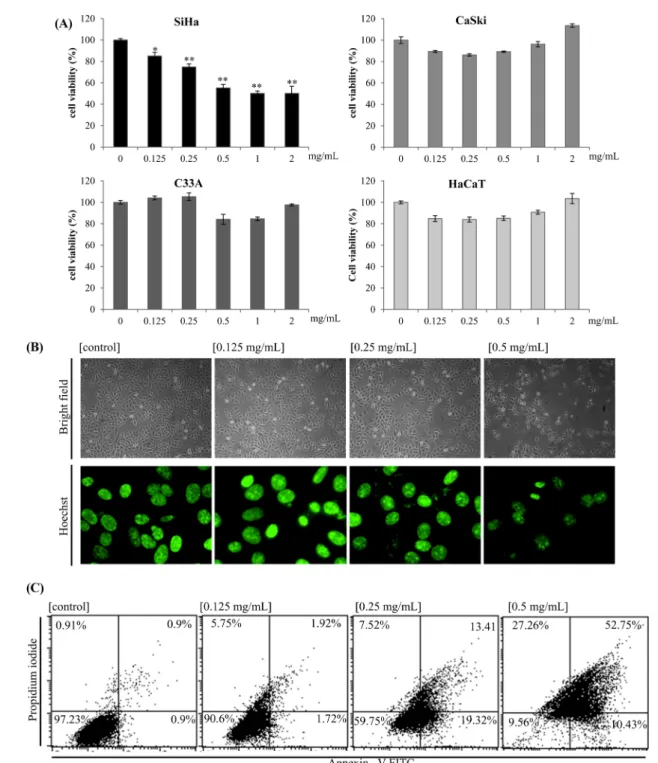 Fig. 1 Cytotoxic effect of A1E on cervical cancer cells. (A) SiHa, CaSki, C33A, and HaCaT cells were treated with A1E for 24 h, and the cell viabilities were measured by MTS assay