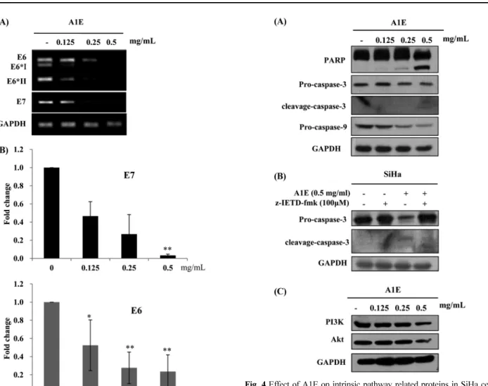 Fig. 3 Effect of A1E on expression of E6/E7 mRNAs in SiHa cells. (A) Cells were treated with A1E for the indicated times and then harvested for mRNA extraction and PCR as described in Methods