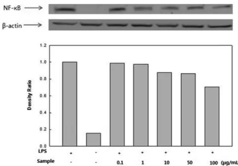 Fig. 8 Effect of Sargassum micracanthum water extract on LPS-induced NF-κB expression in RAW 246.7 cells