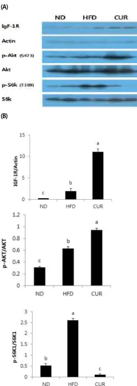 그림 2. 간조직 IGF-1R, p-Akt 및 p-S6K 단백질 발현 Figure 2. Protein expression of IGF-1R, p-Akt and p-S6K in liver.