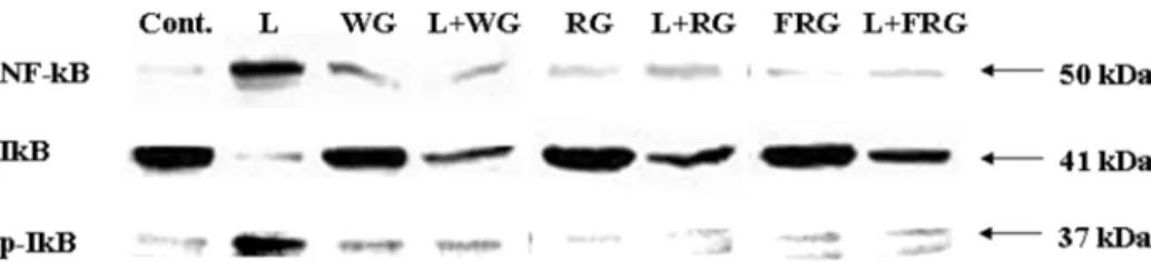 Fig. 6. The Effect of WG, RG and FRG on LPS-induced TNF- α  (ng/mL) (A) IFN- γ  (ng/mL) (B) in RAW 264.7 cells