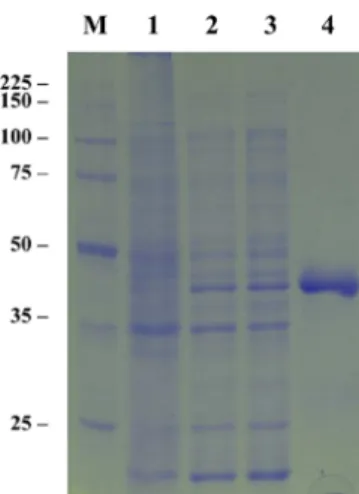Fig. 1 Expression of recombinant TmPec in E. coli. The ORF of TmPec gene was introduced into pRSET expression vector and expressed in E.