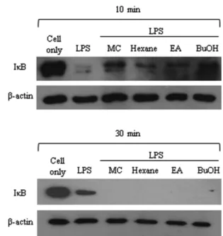 Fig. 7 Effect of PT extracts on MAP kinases signaling pathways. RAW 264.7 cells were pretreated with samples for 1 h and then the cells were stimulated with 1  µg/mL of LPS