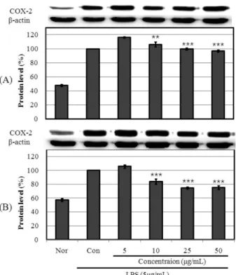Fig. 5. iNOS protein expression rate of extracts from persimmon and persimmon calyx on keratinocyte cell (HaCaT)