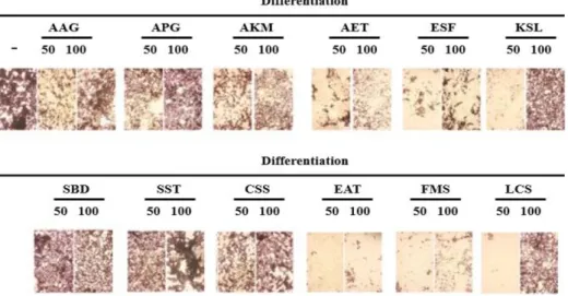Fig. 4 Effects of tree sprout extracts on the protein levels of PPAR-γ, AP- AP-2α, and C/EBP-α in differentiated 3T3-L1 cells