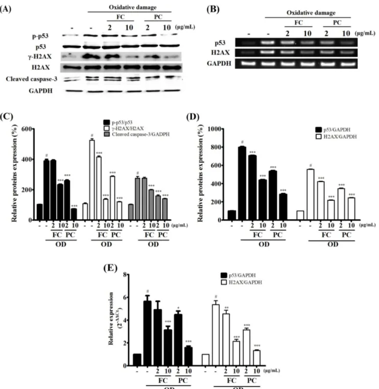 Fig. 4 FC and PC increased protective effects on oxidative DNA damage in NIH/3T3 cells