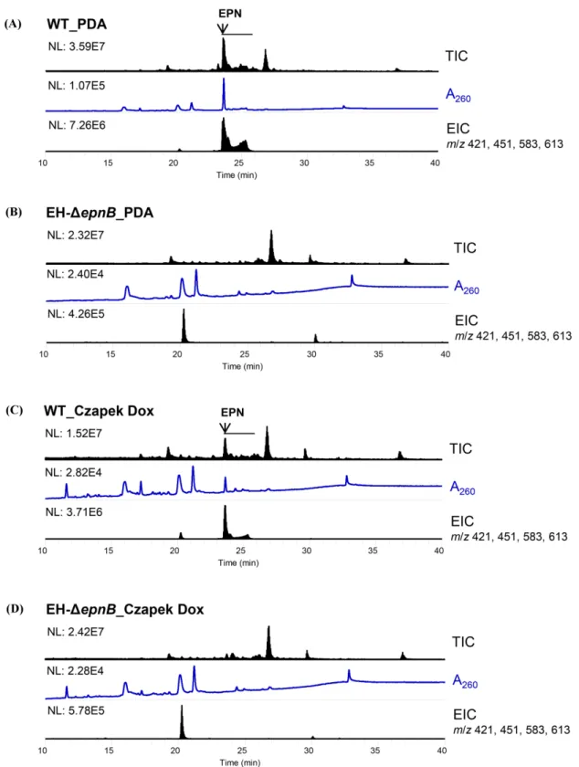 Fig. 9 LC-MS analysis of the PDA culture-methanol extracts and the supernatant-butanol extracts of Czapek Dox liquid cultures of the WT (A and C, respectively) and EH-ΔepnB strains (B and D, respectively)