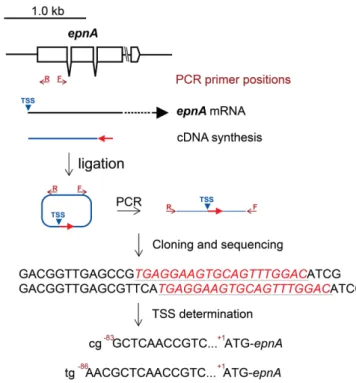 Fig. 3  Determination of the transcription state site (TSS) of epnA. The intron positions are indicated by the gaps and the PCR primers are shown in arrows in the epnA map, below which the hypothetical transcript and cDNA regions are shown