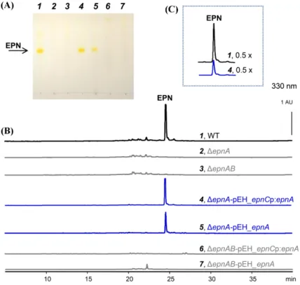 Fig. 5  TLC  (A) and HPLC (B) analysis of the supernatant-butanol extracts obtained from Czapek Dox liquid cultures of the epnA expression transformants