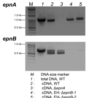 Fig. 8 TLC analysis of the PDA culture-methanol extracts (A) and the supernatant-butanol extracts of Czapek Dox liquid cultures (B) of the WT and four transformants of EH-ΔepnB (designated 1 to 4) containing pUR5750, pEH-epnB1, or pEH-epnB2 