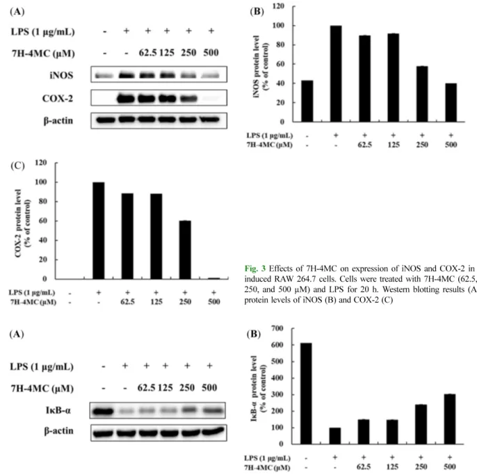 Fig. 4 Effects of 7H-4MC on the expression of IκB-α in LPS-induced RAW 264.7 cells. Cells were treated with 7H-4MC (62.5, 125, 250, and 500 µM) and LPS for 20 min