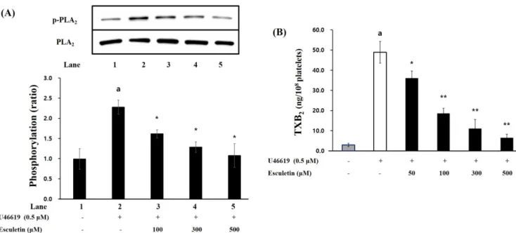 Fig. 6 Esculetin affecting granule secretion. (A) Esculetin and its effect on the release of ATP