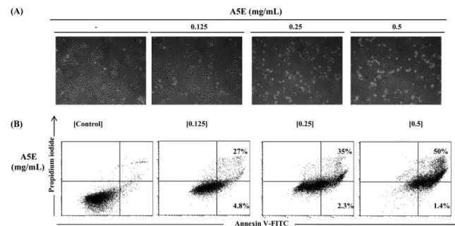 Fig. 2 Effect of A5E on cell morphology and apoptosis using NCI-H460 cells. NCI-H460 cells were treated with A5E (0.125−0.5 mg/mL) for 24 h