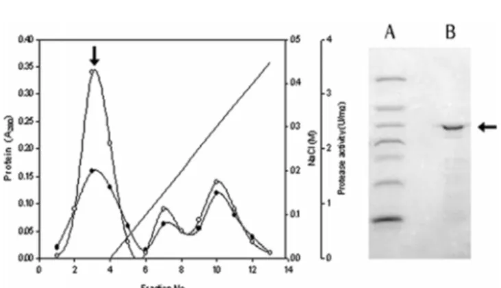 Fig. 3. The profile on cell growth and protease production of B. licheniformis  MH-31