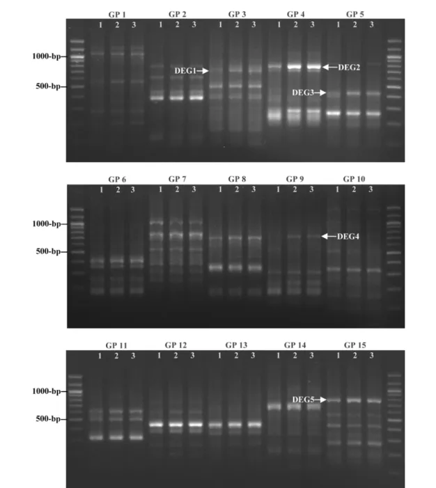 Fig. 1. Identification of mitogenic estrogen-regulated DEGs in MCF-7 cells.  The mRNA expression profiling in MCF-7 cells (lane 1) was compared with that of cells treated with either 10 nM of E2 (lane 2) or 16 α -OHE1 (lane 3)