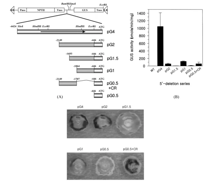 Fig. 2. Construction of 5'-deletion series and GUS activities. (A) Construction map of various 5'-deletion series of the NTR1 pro- pro-moter