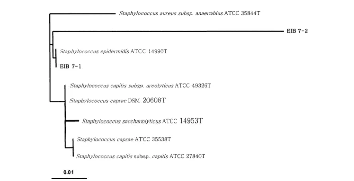 Fig. 3. Phylogenetic position of the isolate Propionibacterium  sp. and related taxa. Similarity and distance matrices were con- con-structed based on available 16S rDNA sequences