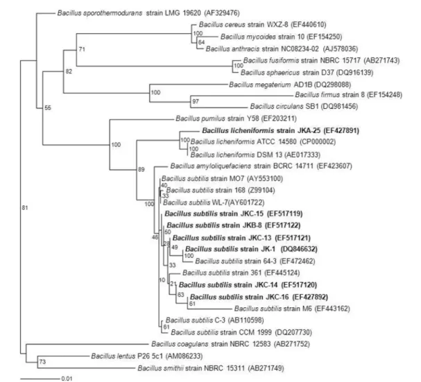 Fig. 1. Phylogenetic tree based on partial 16S rDNA sequences, showing the relationship between the isolated strains and other species belong to the genus Bacillus