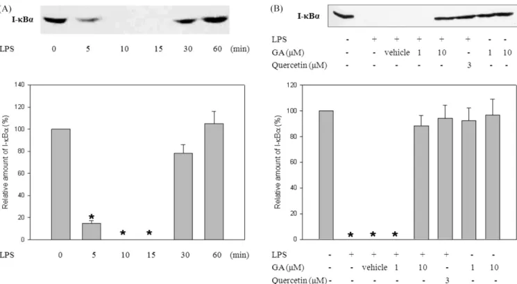 Fig. 4. The suppression of LPS-induced I-κBα degradation by GA in RAW 264.7 cells. (A) A representative immunoblot shows the time- time-dependent I-κBα degradation induced by LPS treatment