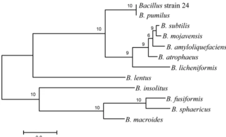 Fig. 2. Phylogenetic tree of  Bacillus  species 16S rDNA based on neighbor-joining method