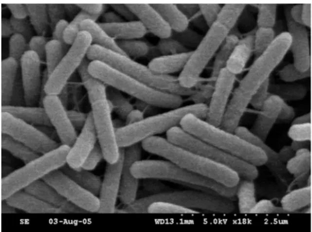 Fig. 3. Morphology of BA24 observed by scanning electron microscopy.