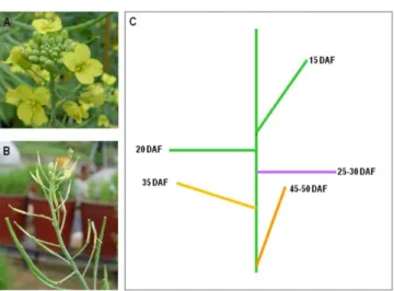 Table 3 Changes in fatty acid composition (% of total) depending on seed maturation in B