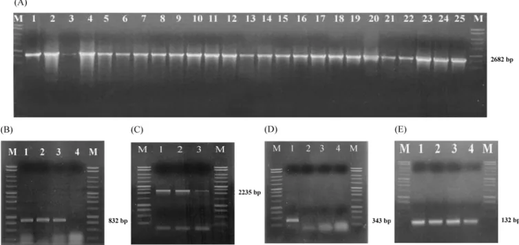 Table 3. PCR conditions