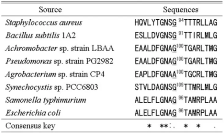 Table 1. Sequence alignment of the conserved region of sev- sev-eral EPSPSs around the 96th glycine of  E