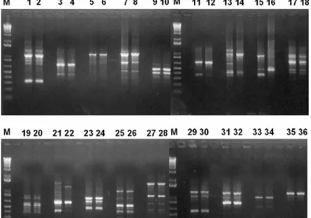 Fig. 4. Gel electrophoretic RAPD profiles obtained with Odae and Ilpum genomic DNA and 18 different primers.