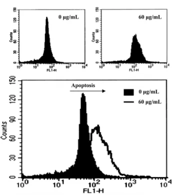 Fig. 3. Induction of apoptosis by S-EA in the HeLa cells as determined by TUNEL assay