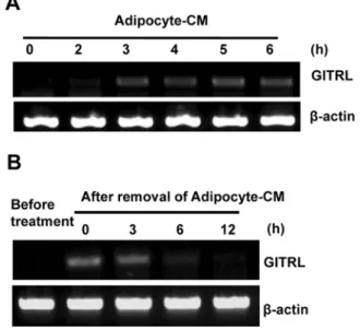Fig. 3. MDA-MB-231 cells were treated with adipocyte-CM or proteinase K-treated adipocyte CM, for 6 h