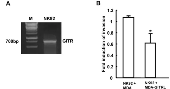 Fig. 5. (A) GITR expression was determined in NK92 cells.  (B) GITRL expressing MDA-MB-231 cells and GITR expressing NK92 cells were mixed and then incubated in upper chamber of transwell for 48 h