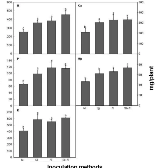 Fig. 2. Rhizosphere and phyllosphere colonization of M. oryzae CBMB20 inoculation methods on red pepper plant