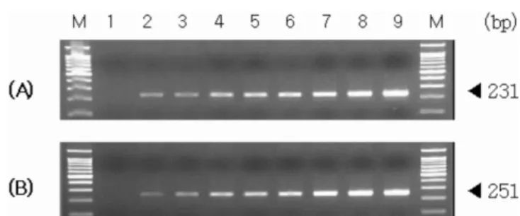 Fig. 3.  Sensitivity of the designed primer pairs for two GM maize lines. PCR products were electrophoresed on 2%  aga-rose gel