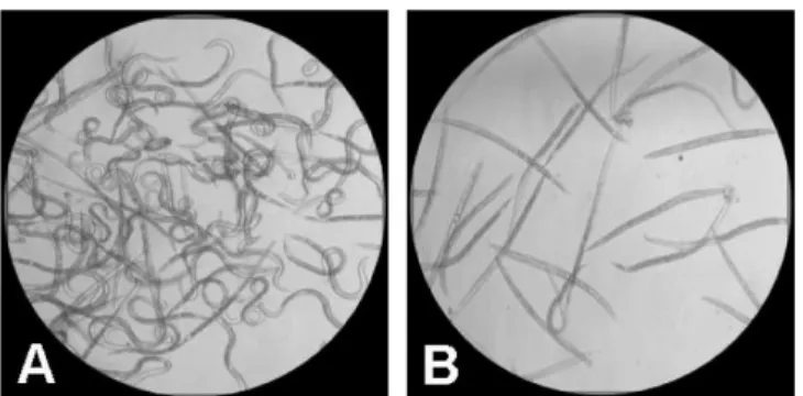 Fig. 2 Lethal effect of free amino acids on second-stage juveniles activity of Meloidogyne incognita