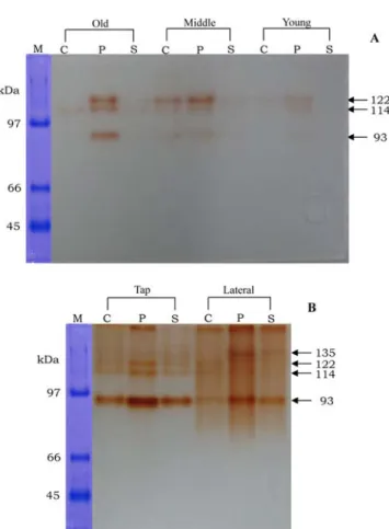 Fig. 6. Active bands of peroxidase isoform in Rape tissues [Leaves (A) and Roots (B)] were showed on the Native-PAGE gel with 0.46% guaiacol and H 2 O 2  solution