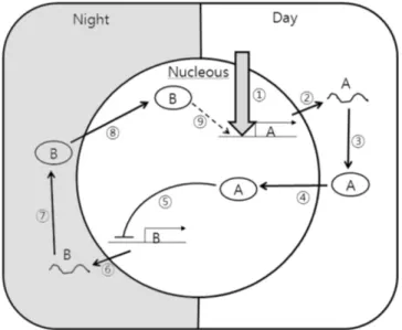Fig. 1. The circadian clock, negative feed back loop model. At first, the light signal was transmitted and entrained to gene A ( ①)