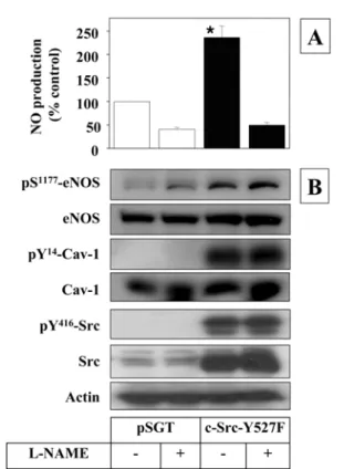 Fig. 2. Src stimulates NO production and eNOS phosphorylation in MAEC.  Sub-confluent MAECs were transfected with a  vec-tor expressing c-Src-Y527F or an empty pSGT vecvec-tor (1 µ g/