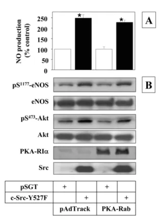Fig. 4. Src regulates eNOS activity by a PKA-independent but Akt-dependent mechanism.  Sub-confluent MAECs were co-transfected with 0.5 µ g pSGT vectors plus 0.5 µ g PKA-Cqr constructs per well as indicated