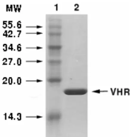 Fig. 1. Expression and purification of VHR.  VHR was expressed in BL21 (DE3)  E.coli  and purified by  chroma-tography