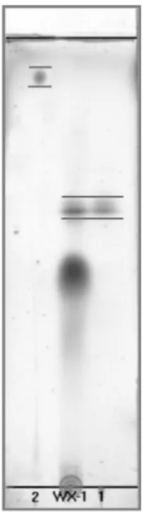 Fig. 2. Comparison of  R f  values of protoanemonin (2, R f = 0.98), the water extract (WX-1) of  P