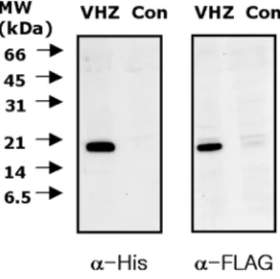 Fig. 1. Expression of VHZ in 293 T cells.  HEK 293 T cells were transfected with a plasmid expressing  double-tagged VHZ (C95S, D65A) and selected for stable  expres-sion of VHZ