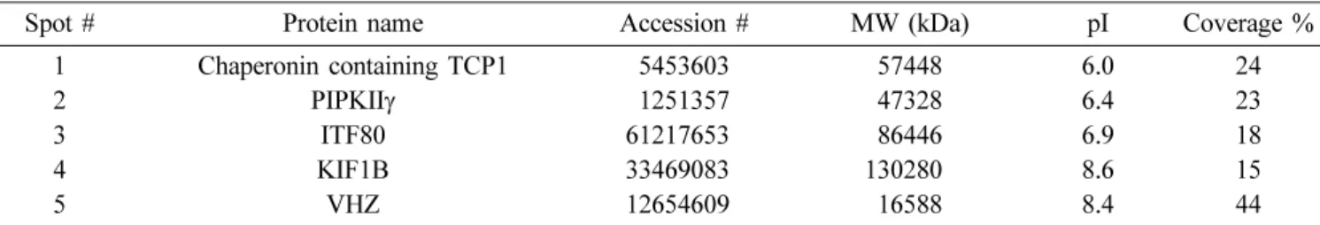 Table 1. Identification of pull-downed proteins by MALDI-TOF analysis of HEK293T cells expressing VHZ (C95S, D65A)