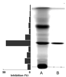 Fig. 1. Thin layer chromatogram of  Eugenia aromaticum extract and ELI. TLC plate was immersed in a solvent  mix-ture (ethyl acetate-hexane-formic acid = 8 : 8 : 0.4), sprayed with 10% sulfuric acid, and heated