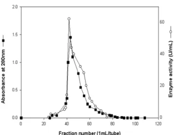 Fig. 2. The profile of gel filtration chromatography of the invertase on a Sephadex G-75 column