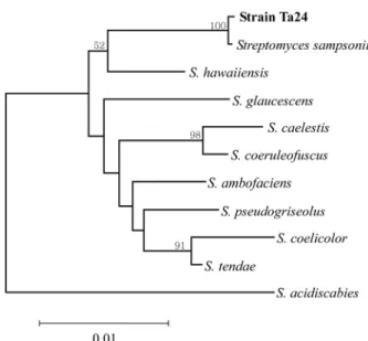 Fig. 4. Scanning electron micrographs showing typical mor- mor-phology of the genus  Streptomyces .
