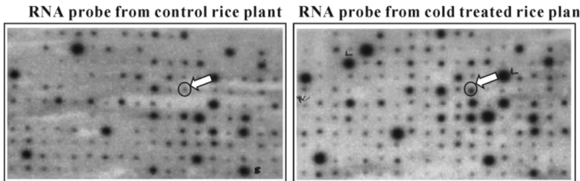 Fig. 1. Second screening of cold-induced rice genes isolated by subtractive screening with Reverse Northern