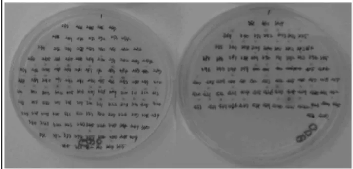Fig. 5. Screening of Oryza sativa cDNA Library for two- two-hybrid interactions. Rice cDNA, pGADT7-Rec, and pGBKT7/