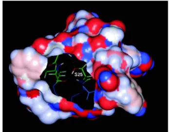 Fig. 2. Connolly surface of human ANP(7-28) built using InsightII program.